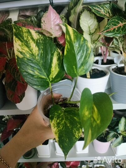 Алоказии, сингониумы