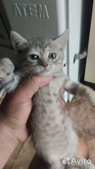 Девочка хочет маму