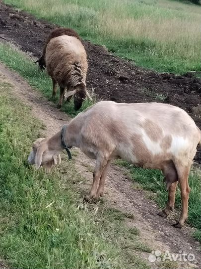 Коза дойная нубо-камори
