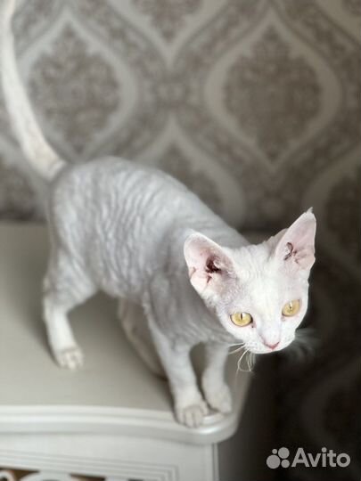 Девон-рекс семья