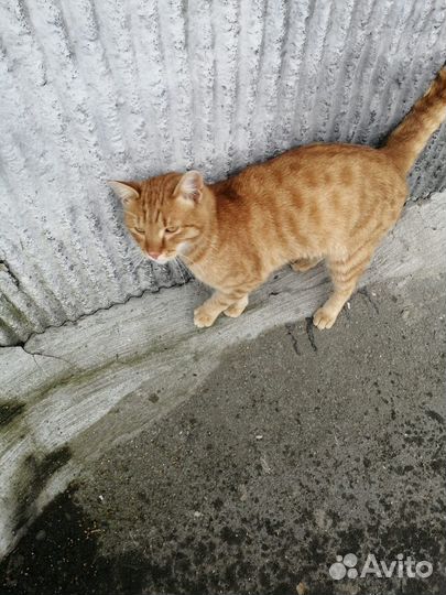 Кошки в добрые руки