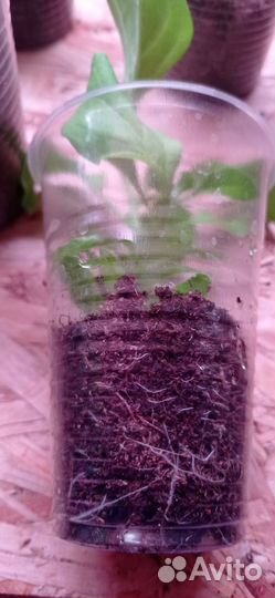 Петуния Опера суприм пинк морн, черенки