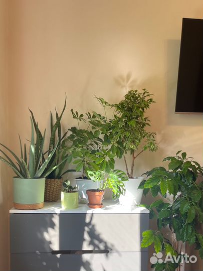 Комнатные цветы, шефлера