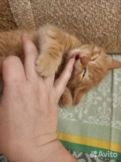 Котики бесплатно в добрые руки