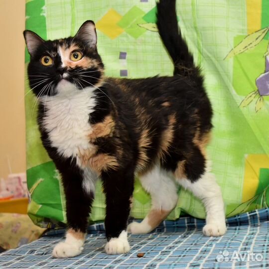 Кошка в дар