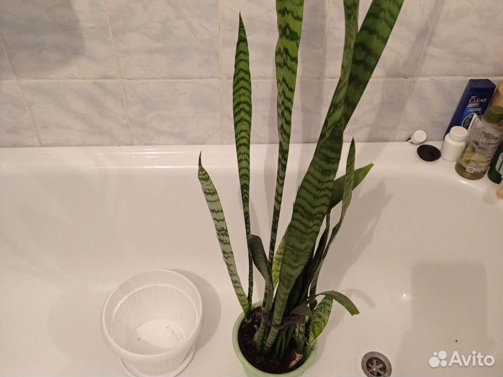 Сансевиерия