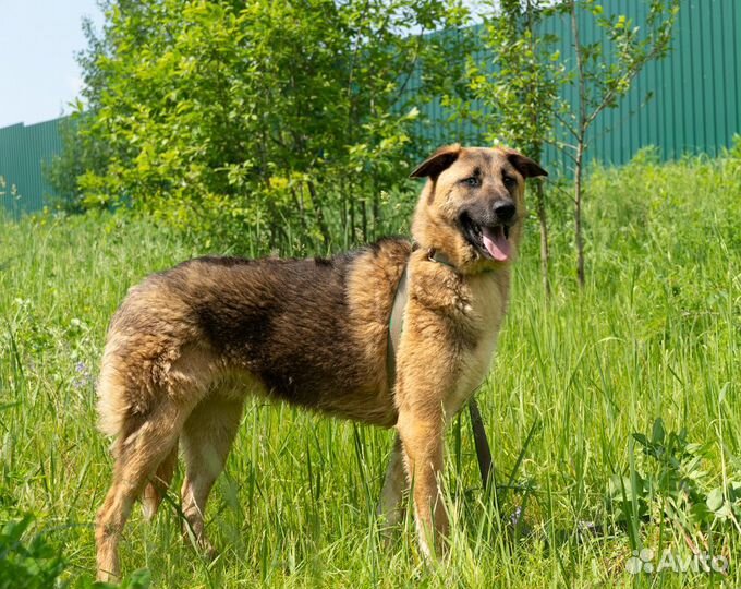 Красавец Маркус в добрые руки