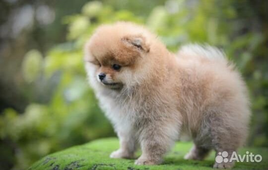 Помераночка