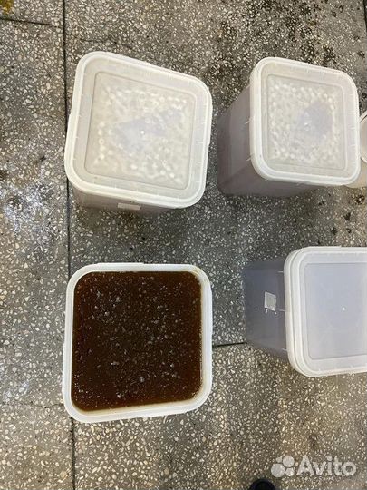 Свежий Майский мед оптом