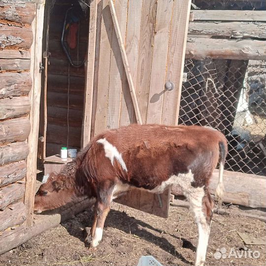 Тёлка возраст 4мес