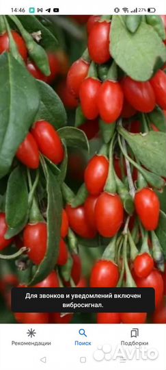 Саженцы годжи,банана,гейхеры