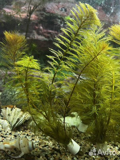 Перистолистник