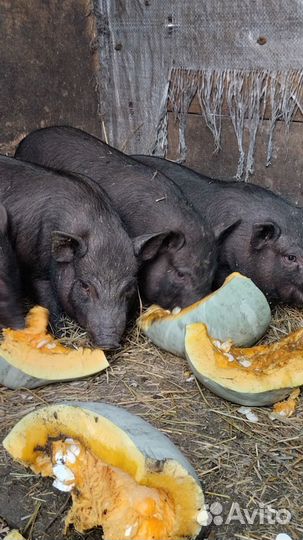 Вьетнамские вислобрюхие поросята