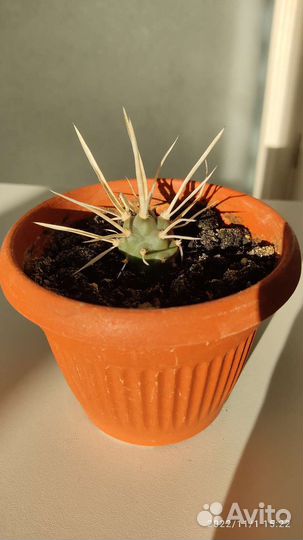 Кактус Тефрокактус артикулятус папирокантус