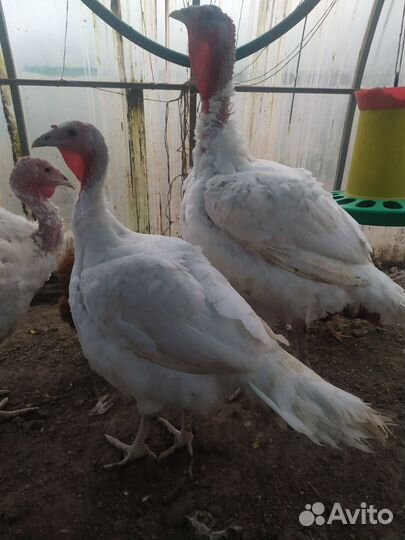 Индюки живым весом