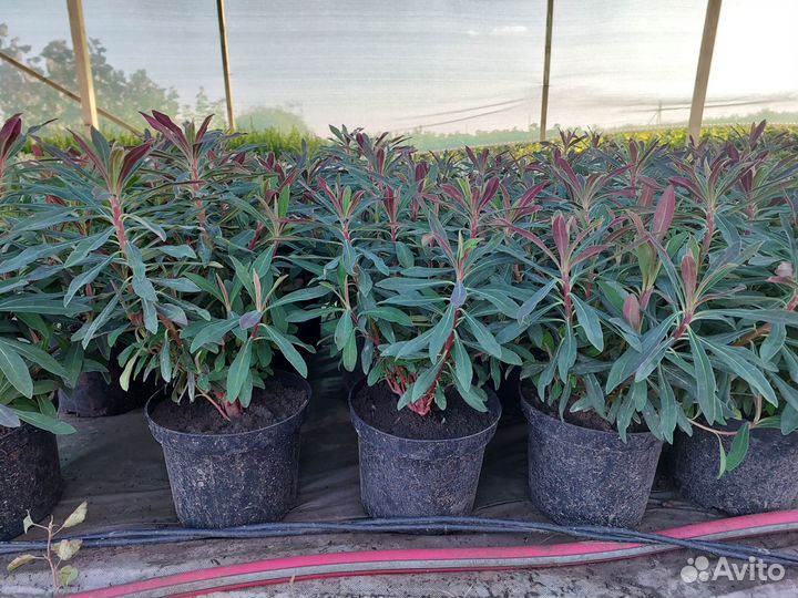 Декоративные кустарники