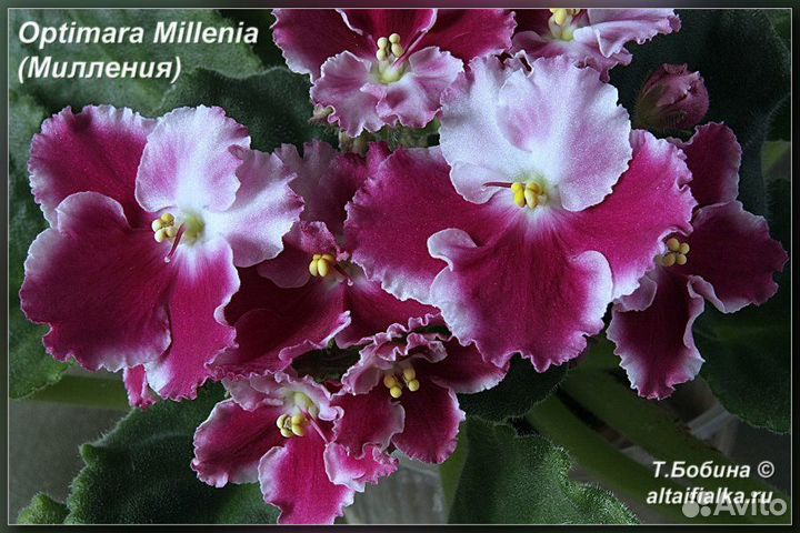 Детки сортовых фиалок