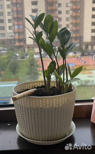 Кротон и другие растения