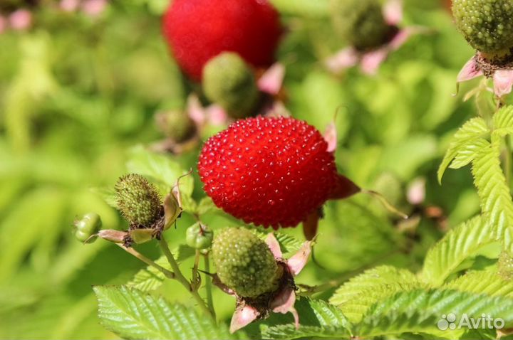 Тибетская малина саженцы