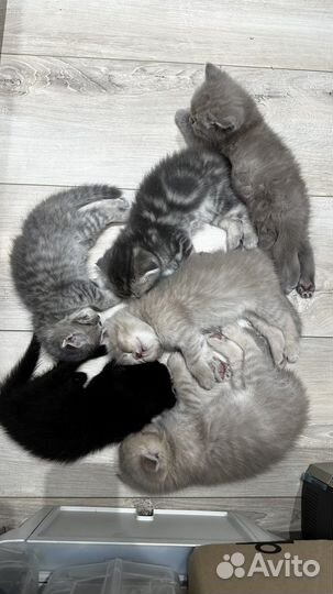 Шотландские вислоухие котята