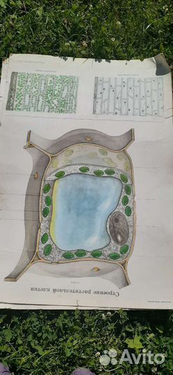 Школьные плакаты по биологии времен СССР