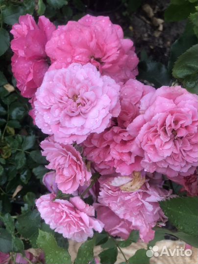 Роза плетистая розовая