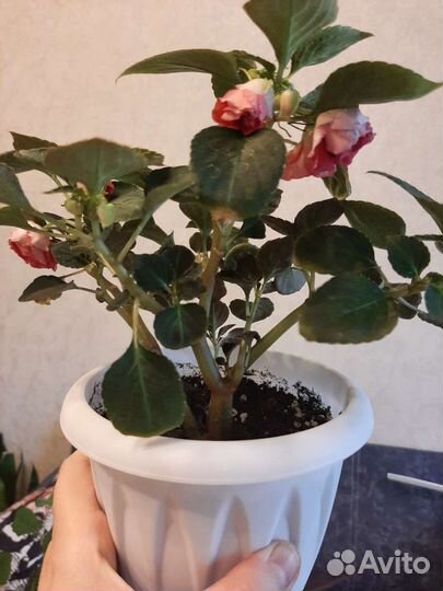 Комнатные растения и цветы