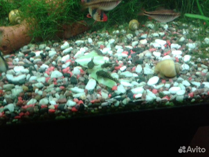Аквариумные растения, анциструсы, креветки