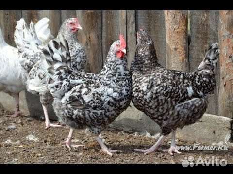 Инкубационное яйцо пушкинской породы