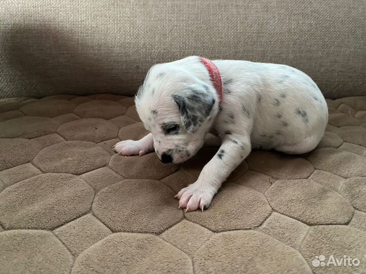 Детки далматины