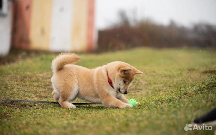 Шикарные девочки Сиба ину малышки РКФ