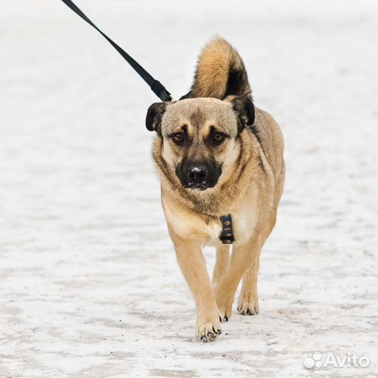 Малышка Софи в поисках дома