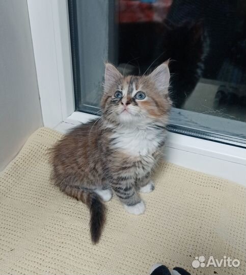 Котята в добрые руки, приучены к лотку