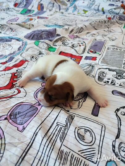 Щенки джек Рассел терьер