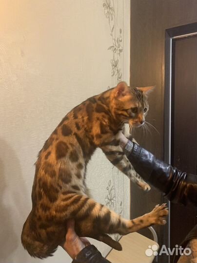 Бенгальский кот Вязка