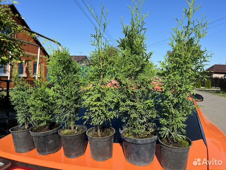 Туя колумна