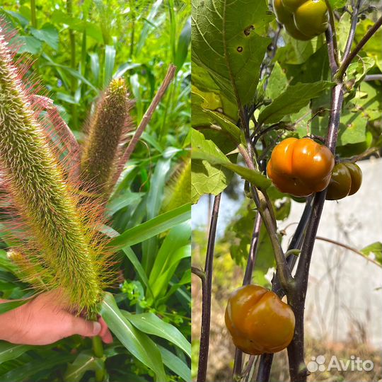 Семена сухоцветов