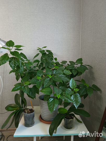 Китайская роза