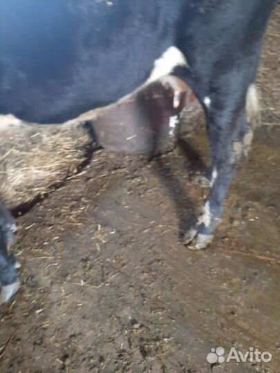 Корова дойная