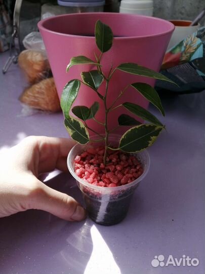 Комнатные растения обмен