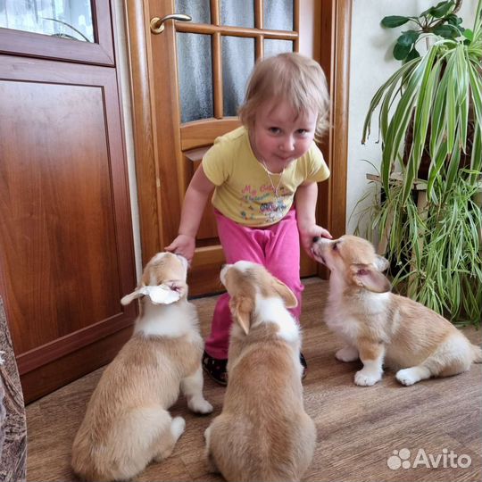 Корги милаши и очаровашки