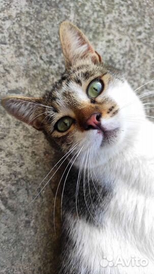 Отдам кота в добрые руки
