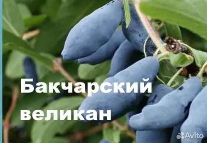 Жимолость лучших сортов бакчарской селекции зкс