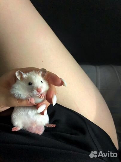 Сирийский хомяк с клеткой