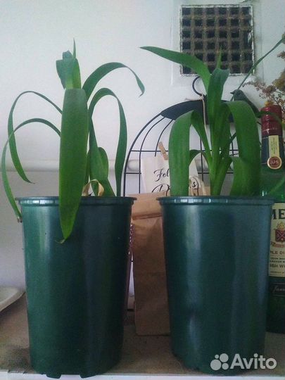 Домашняя пальма