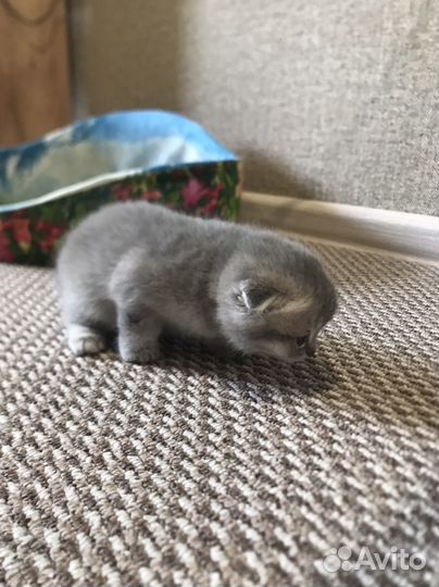 Британские котята