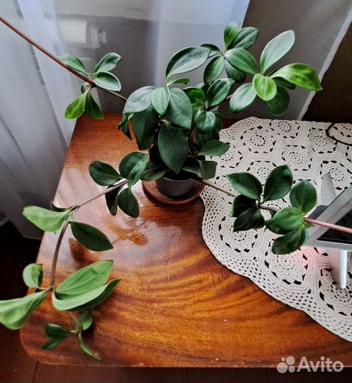 Комнатные растения