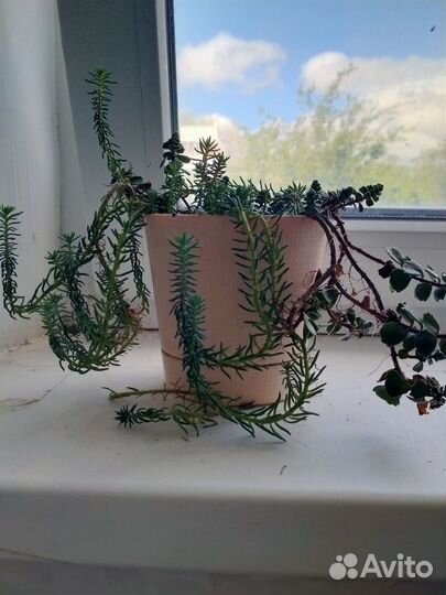 Комнатные растения