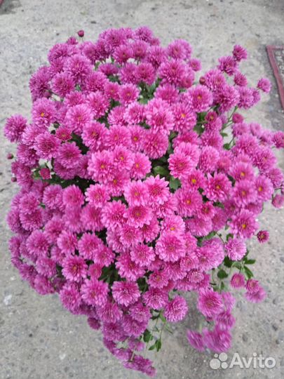 Хризантема мультифлора сортовая