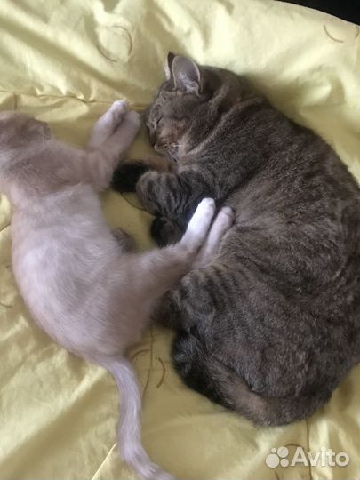 Потерялась кошка